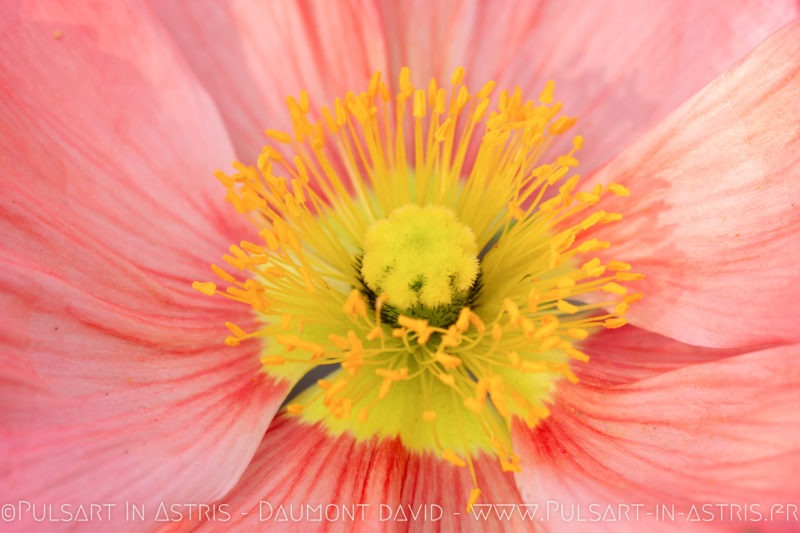 rose avec rosé du matin