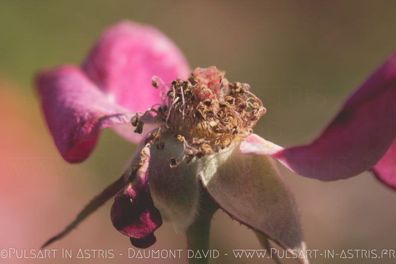 rose avec rosé du matin