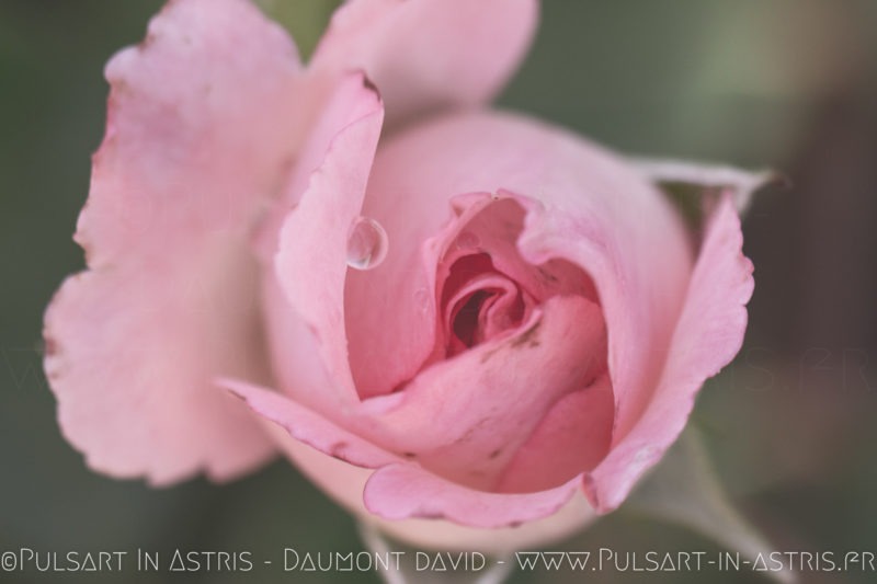 rose avec rosé du matin