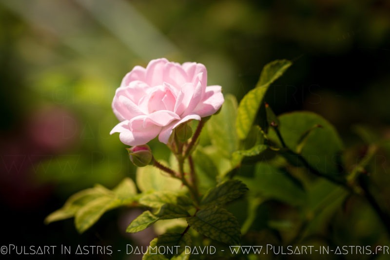 rose avec rosé du matin