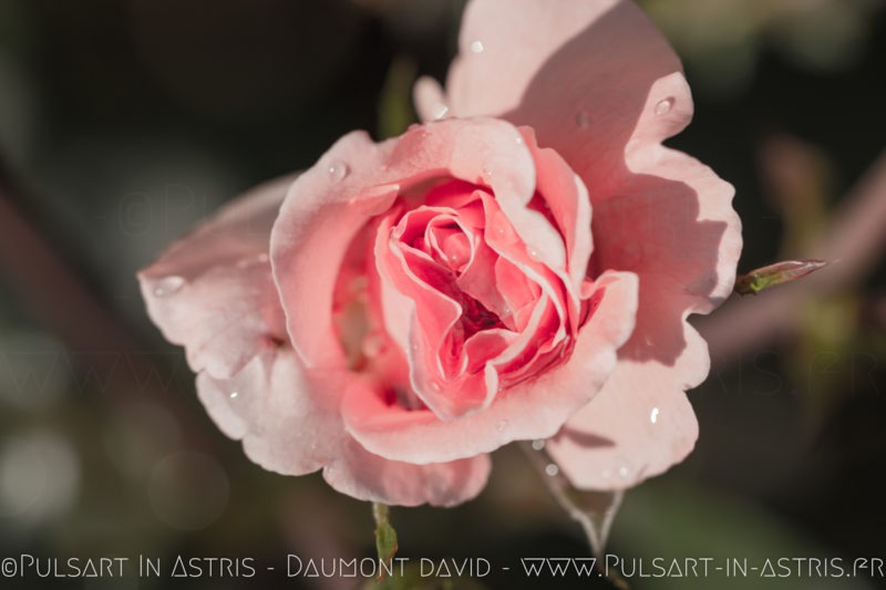 rose avec rosé du matin