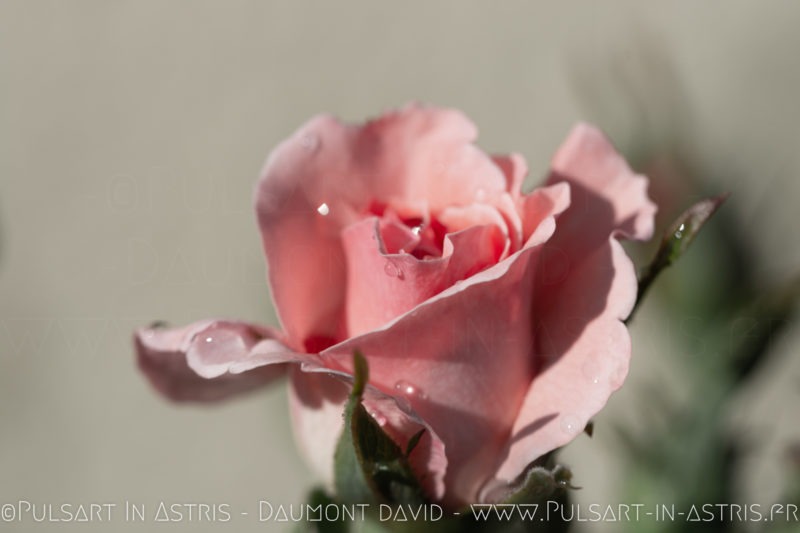 rose avec rosé du matin