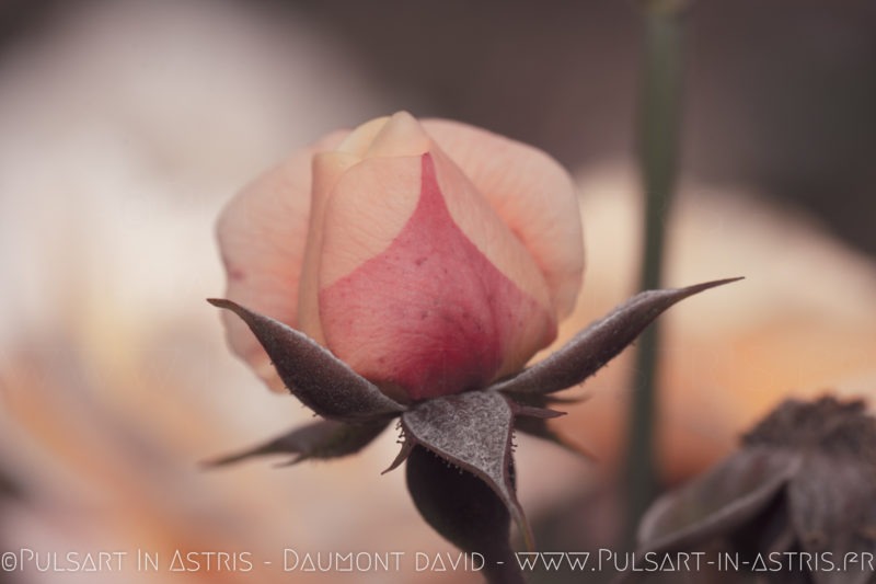 rose avec rosé du matin