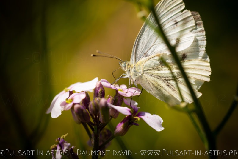 macro papillon