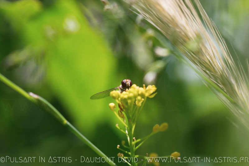 macro papillon