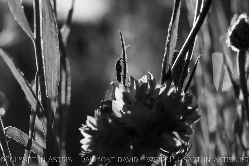 macro papillon