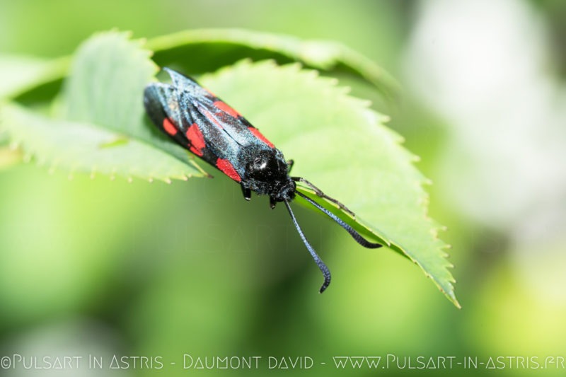 macro papillon