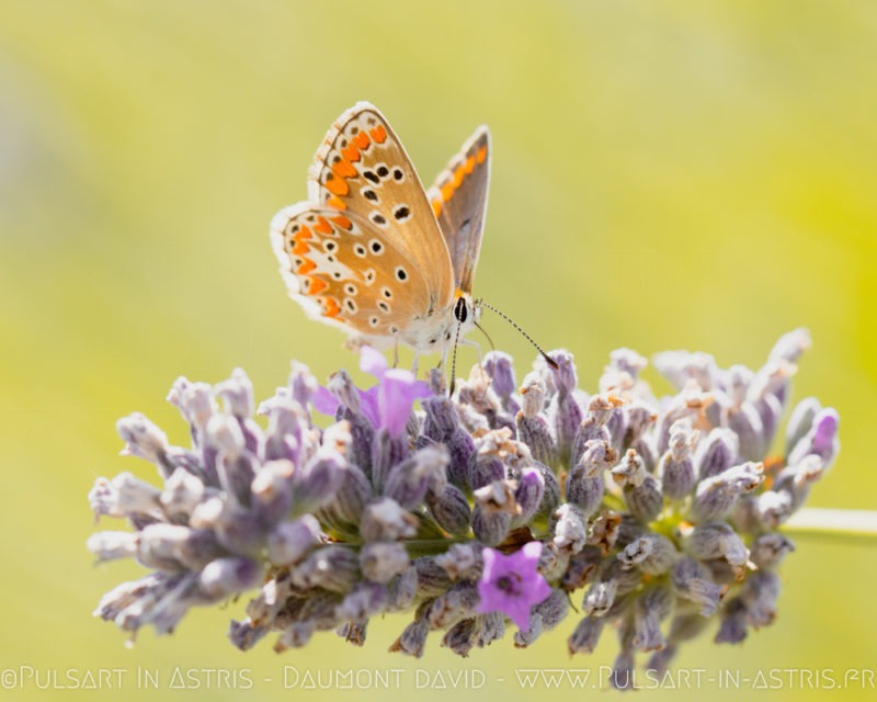 macro papillon