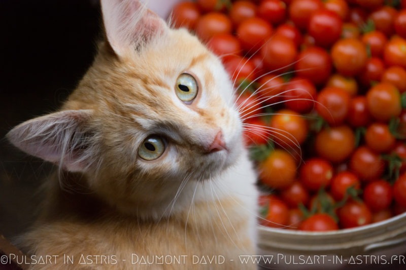 chat roux qui baille