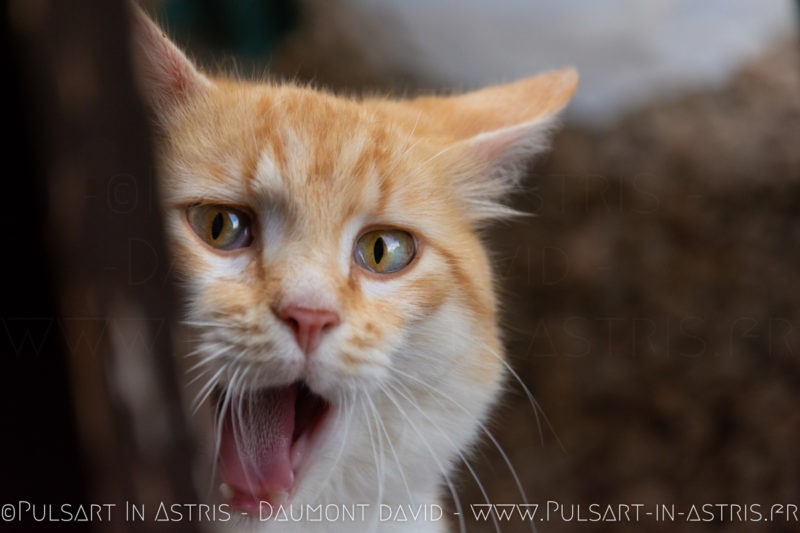 chat roux qui baille