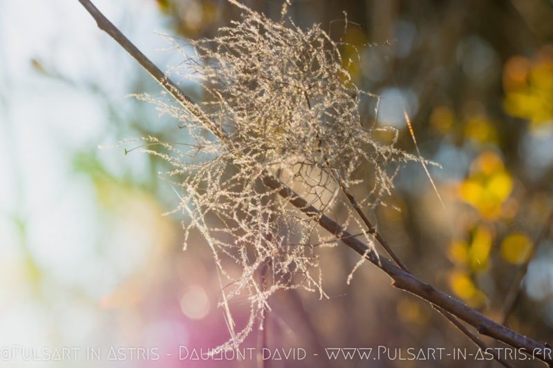 feuille effet papillon