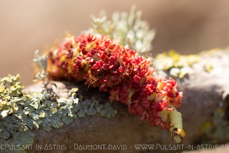 feuille effet papillon