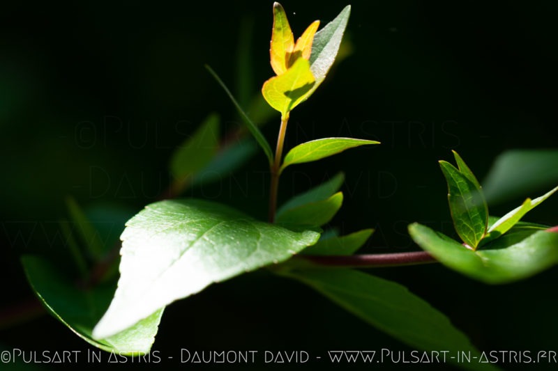 feuille effet papillon