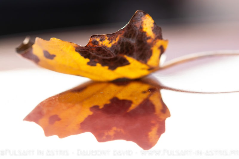 feuille effet papillon