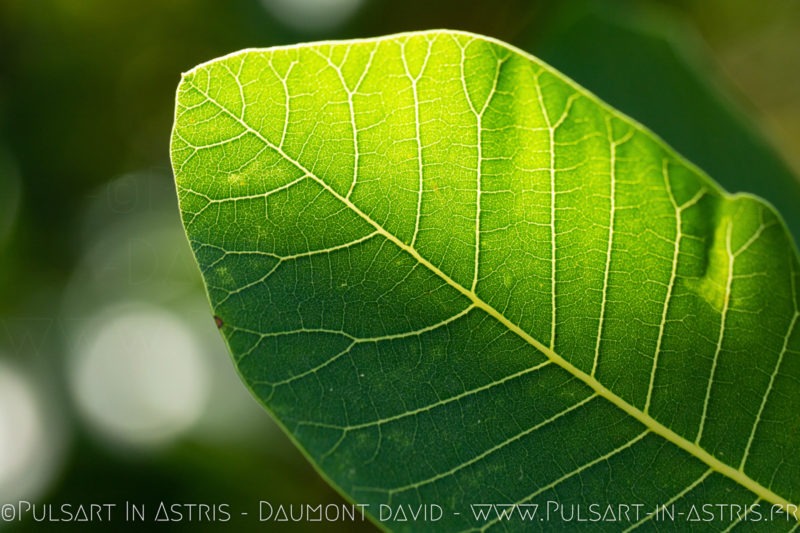 feuille effet papillon