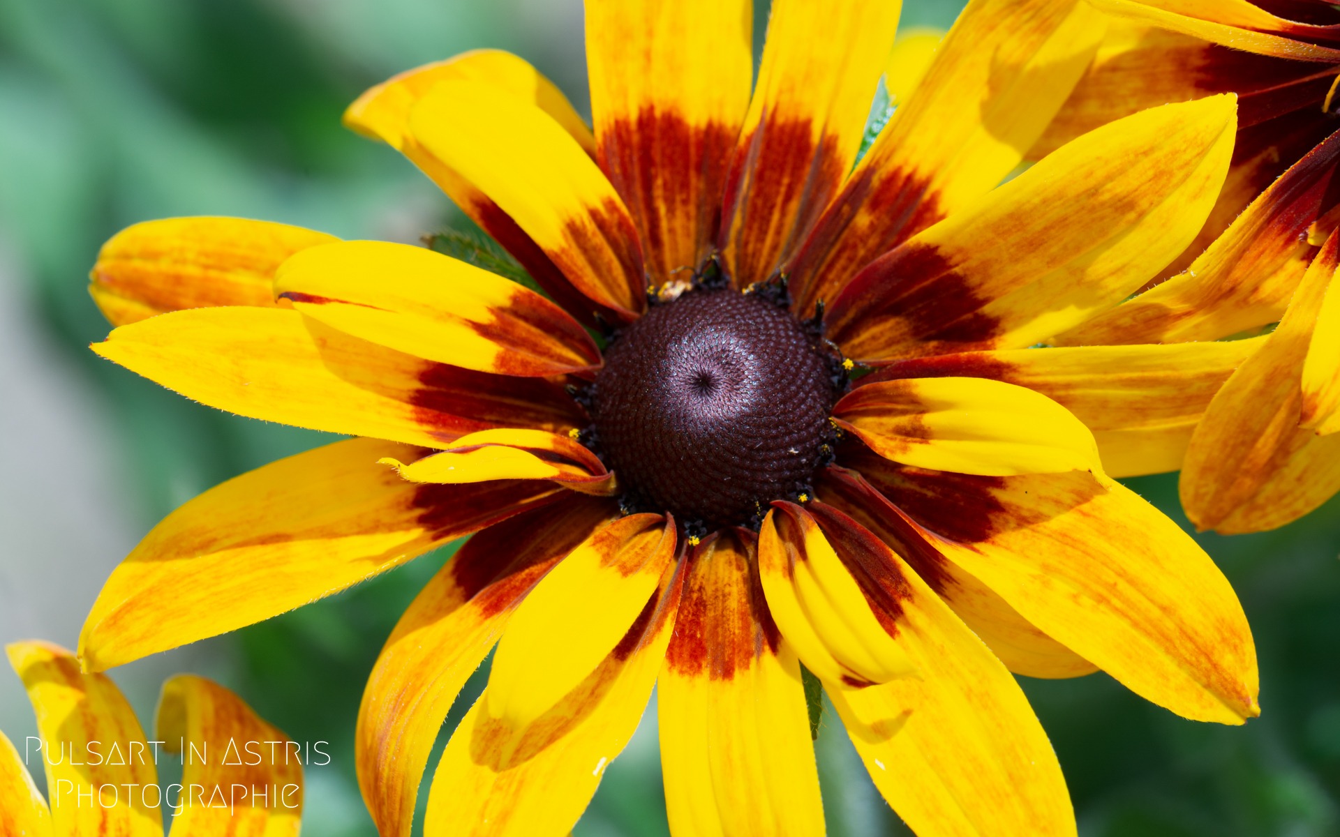 marguerite africaine