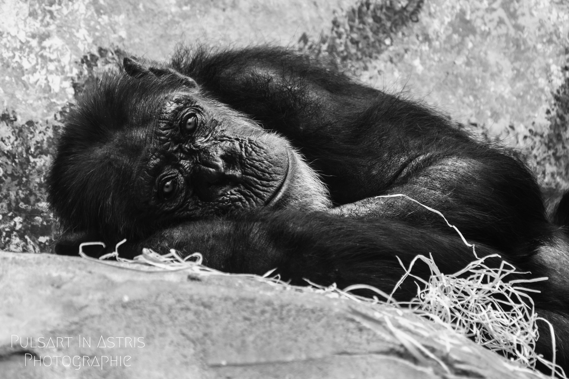 Vieux singe aux regard émouvant