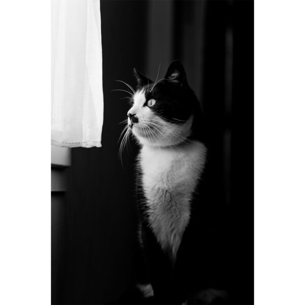 chat devant une fenetre
