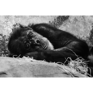 chimpanzé couché au regard triste