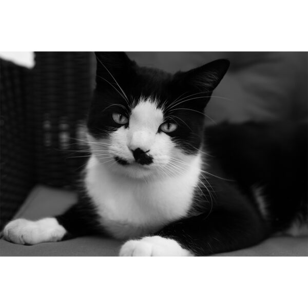 chat noie et blanc