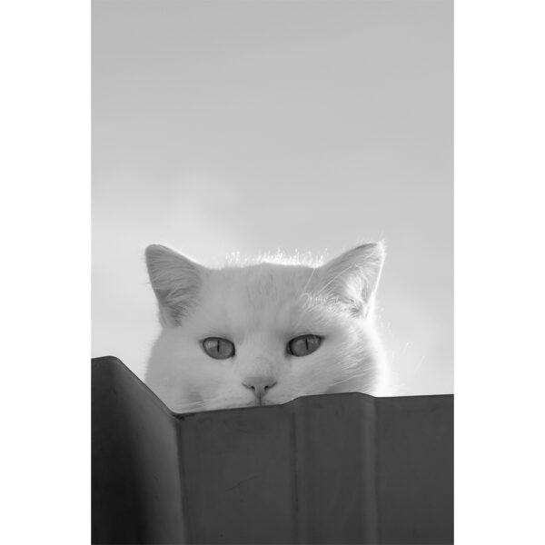 chat qui observe de haut