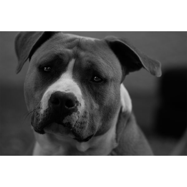 portrait chien adorable