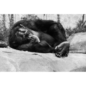 chimpanzé QUI DORT