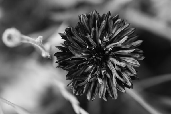 fleur bleuet photo