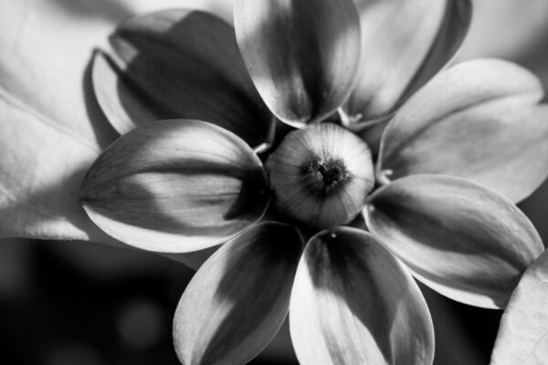 bourgeon dahlia