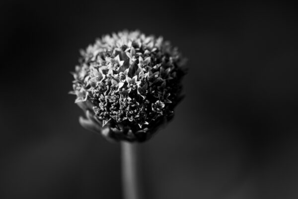 fleur sans pétales