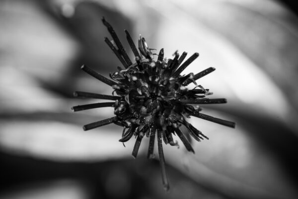 bleuet macro photo