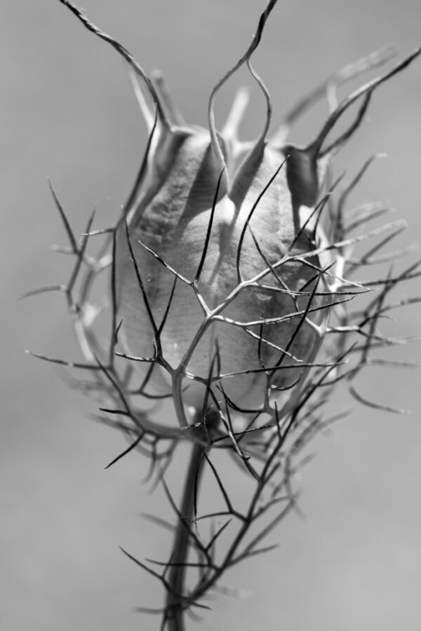 fleur morte