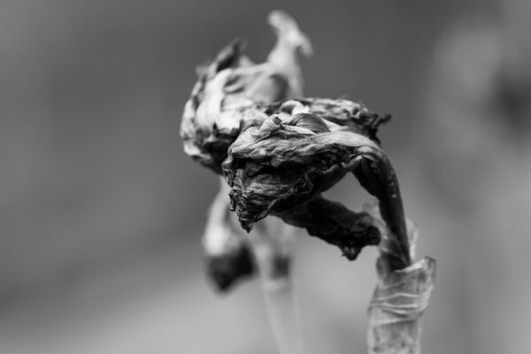 fleur morte photo